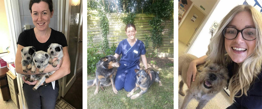 Veterinary Surgeon Vacancy Photo 3